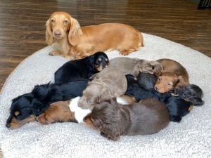 Butterscotch & pups (previous litters)