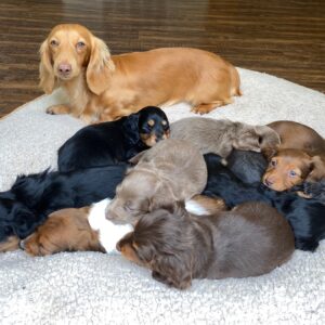 Butterscotch & pups (previous litters)