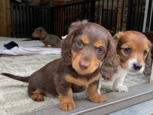 AKC Dachshund Puppies (previous litter)