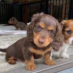 AKC Dachshund Puppies (previous litter)