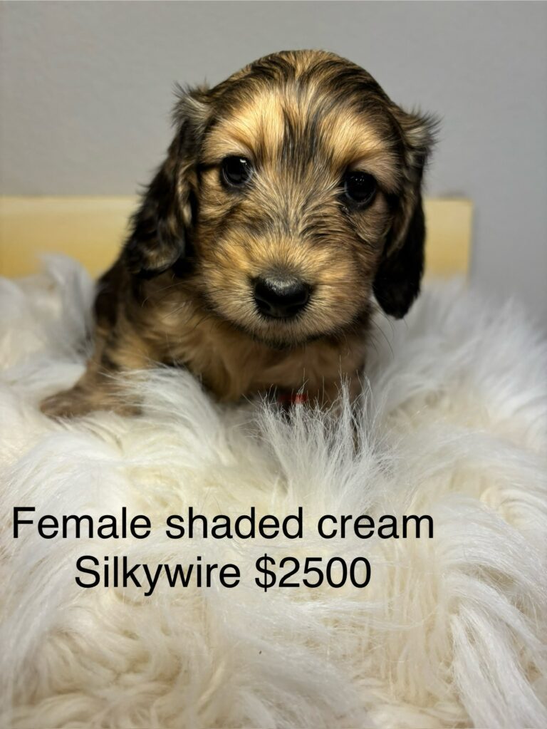 Female Shaded Cream Silkywire - $2,500