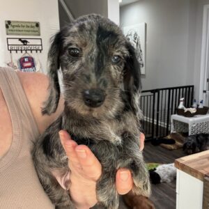 Black Dapple Wirehair DOB 7.17 (partial blue eye)