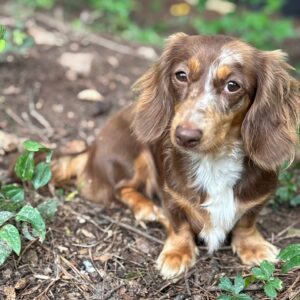 Cora